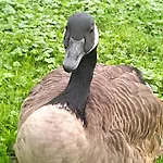 Steffenshagen アパート