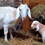 Steffenshagen プリッツヴァルク