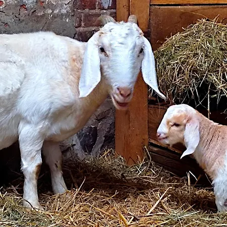 Steffenshagen Pritzwalk