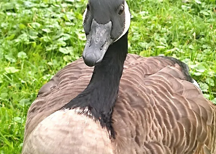 Steffenshagen Lägenhet