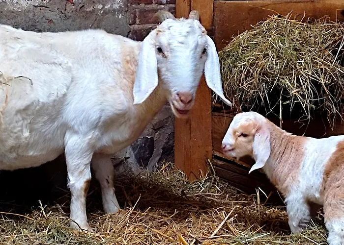 Steffenshagen Pritzwalk